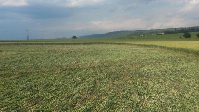 Tato fotografie má dokazovat, že obilí je položené bez poškození.