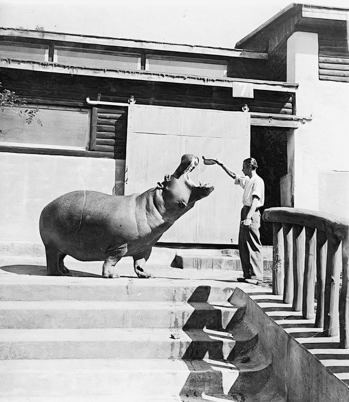 Nedatovaný snímek z historie pražské ZOO.