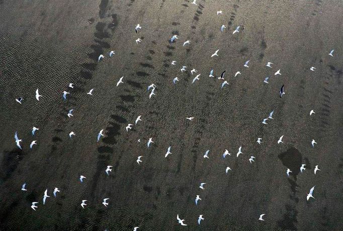 Hejno ptáků nad ropnou skvrnou poblíž Breton Sound Island.