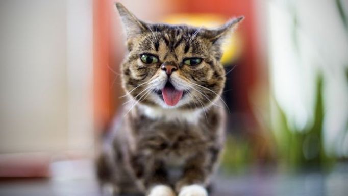 Lil Bub byla kočka trpasličího vzrůstu. Dojímala lidi po celém světě.