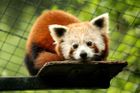 Samec pandy červené utekl z plzeňské zoo. Zahrada žádá, aby lidé sami zvíře nechytali