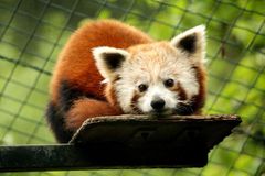 Samec pandy červené utekl z plzeňské zoo. Zahrada žádá, aby lidé sami zvíře nechytali
