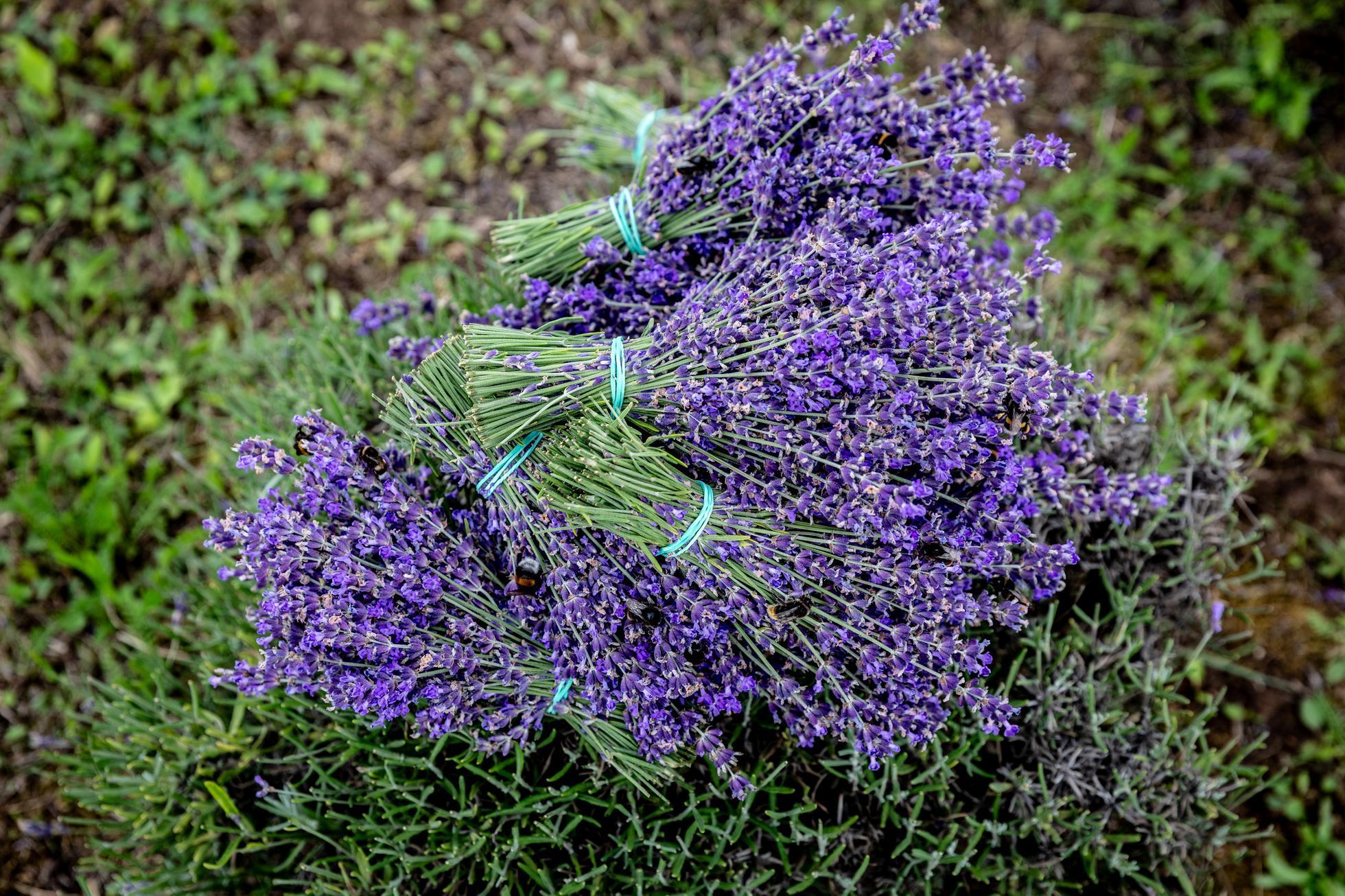 Levandulové údolí, údolí, levandule, Helena Neummanová, Chodouň