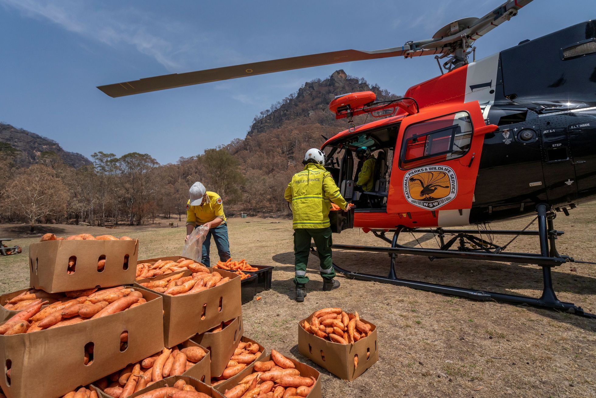 Pracovníci australského národního parku rozhazují z vrtulníku mrkev pro zvířata v oblastech, které postihly požáry.