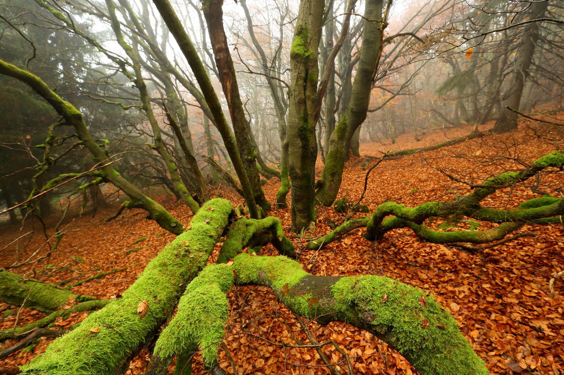 Krokonoše Svoboda, Rýchory, Sklenářovice, Mladé buky