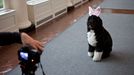 Feb. 29, 2012 "Sonya Hebert made this amusing photograph of Bo, the Obama family dog, as he was being videotaped for the Easter Egg Roll, in the East Colonnade of the White House."