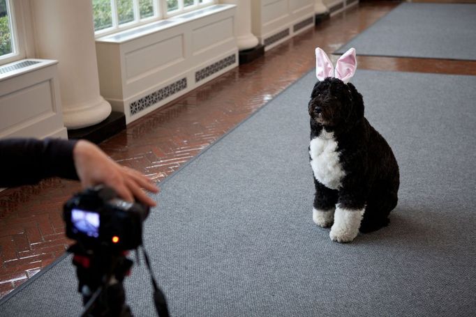 Feb. 29, 2012 "Sonya Hebert made this amusing photograph of Bo, the Obama family dog, as he was being videotaped for the Easter Egg Roll, in the East Colonnade of the White House."