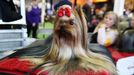 Fotografie z akce Westminster Kennel Club Dog Show, která se konala 11. 2. 2019 v New Yorku v USA.