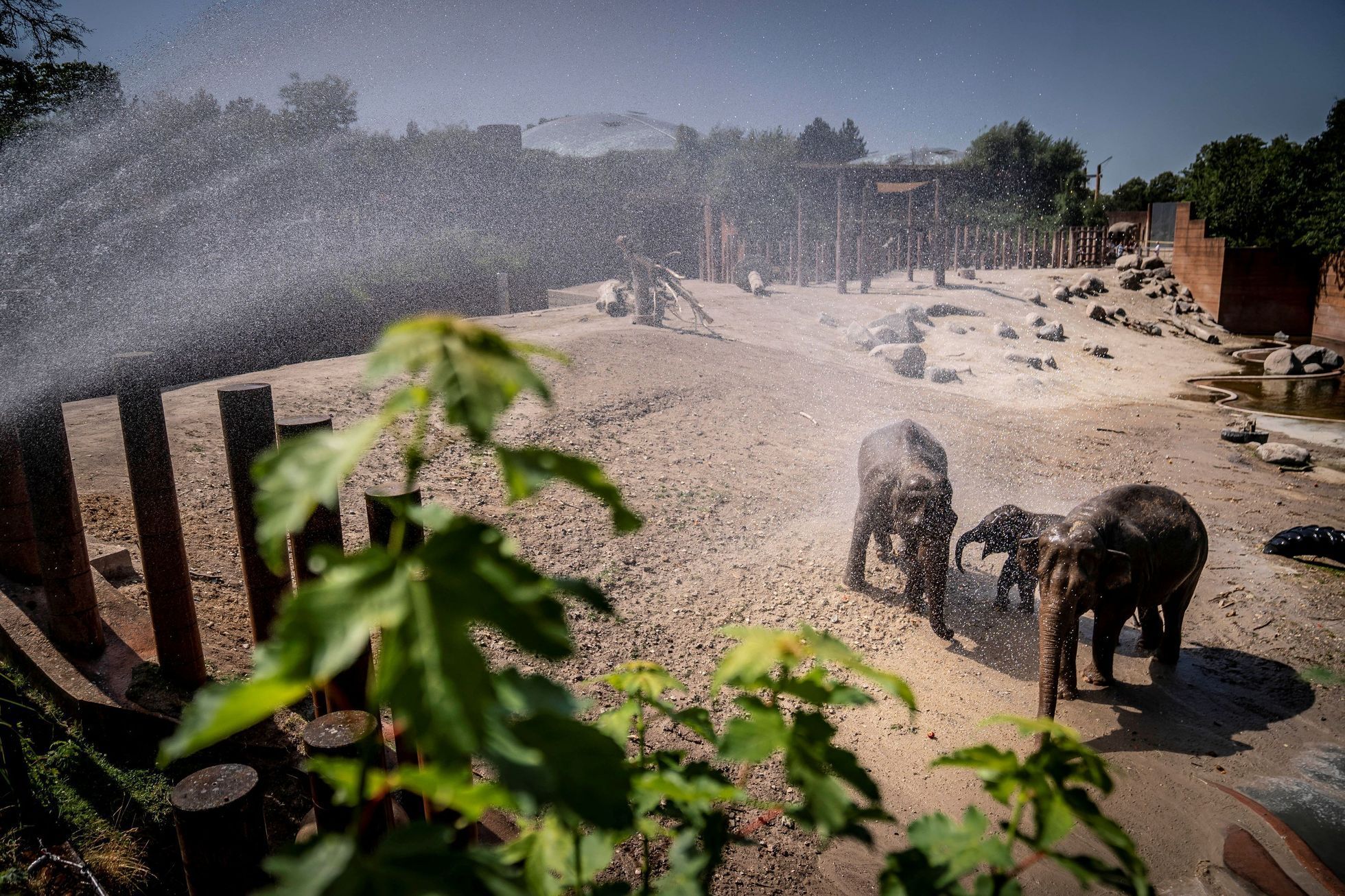 zoo vlny veder zvířata