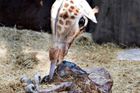 Trocha žirafí něhy. Samice jsou březí 14-15 měsíců. Mívají jediné mládě, které po narození měří 140-190 cm.