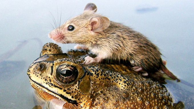 Myš s žábou i kočka s veverkou. Fotky přátelství zvířat, které chytnou za srdce