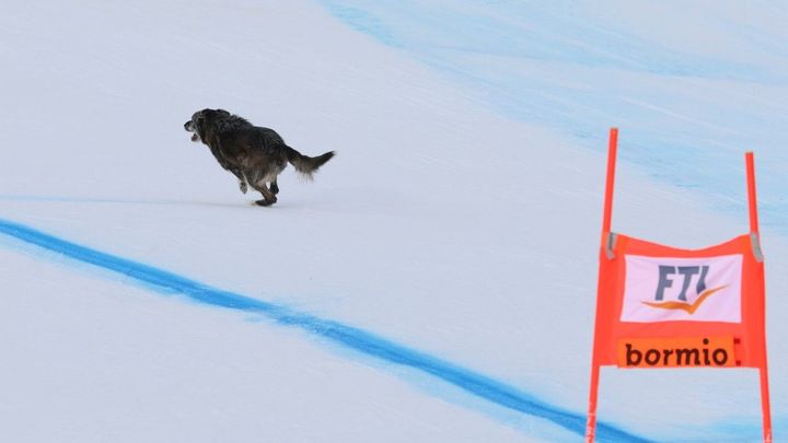 Uštěkaný slalom mezi komisaři. Závod lyžařů v Bormiu na pět minut přerušil pes; Zdroj foto: ČTK