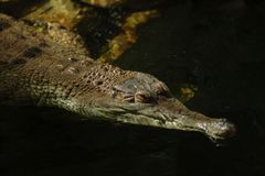 Ostravská zoo má nové přírůstky, tři krokodýly štítnaté