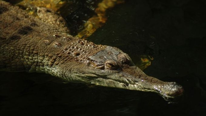 Mladí krokodýli štítnatí měří okolo dvou metrů, v budoucnu mohou dorůst až do délky čtyř metrů.