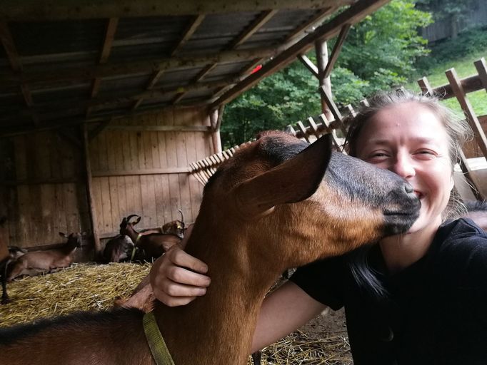 Každá z koz má své jméno - Ema, Jožina, Petra, Vendula, Františka, Kača, Anežka, Marie a na fotografii Bobina.