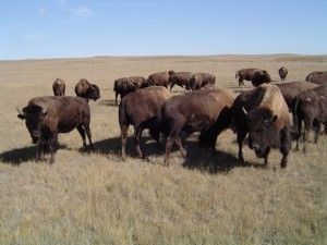 Kanada hodlá vybít 4500 bizonů. Důvodem je jejich zdravotní stav.