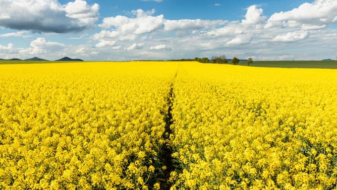 Obrovské lány řepky olejné se vyplatí majitelům, ne už tak krajině. Ale nastavení dotací a povinná biopaliva z ní dělají výhodnou plodinu.