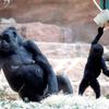 Zoo, Praha, led, horko, opice, lední medvěd, papoušek, počasí, gorila