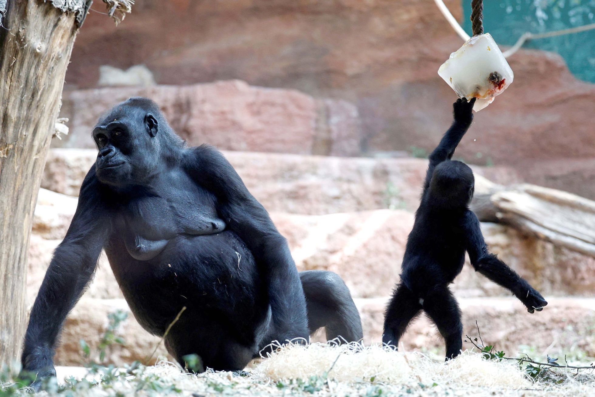 Zoo, Praha, led, horko, opice, lední medvěd, papoušek, počasí, gorila