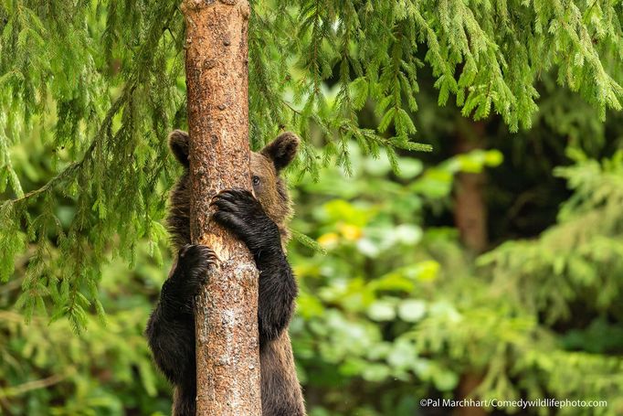 Finalisté fotografické soutěže Comedy Wildlife Photography Awards 2021