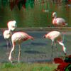ZOO 3D