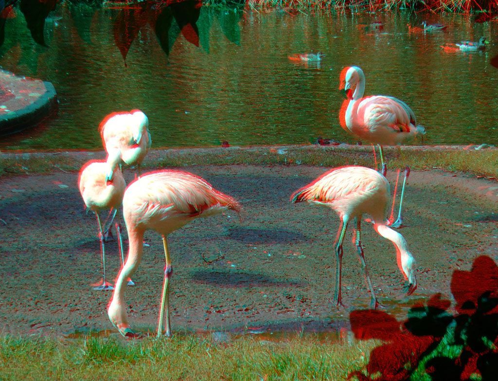 ZOO 3D