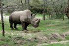 Tak jsme vyhubili další druh, stydím se za člověka, reaguje svět na umírajícího nosorožce Sudána
