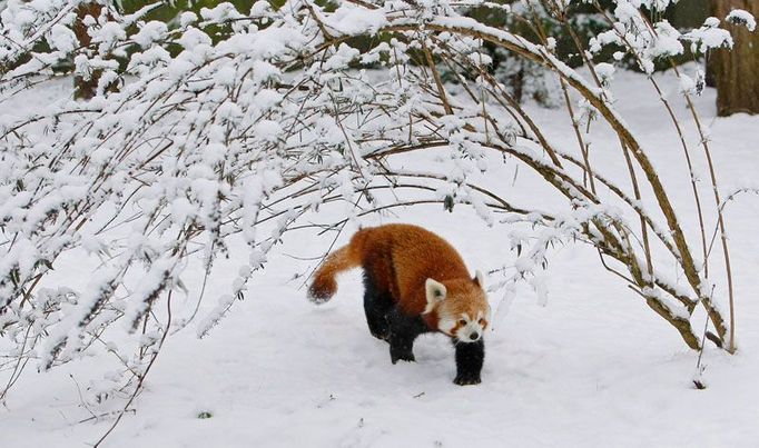 Panda červená v zoo v britském Chesteru. Jejím původním domovem jsou horské lesy v podhůří Himaláje v jižní Číně a Barmě. Proto ta hustá, tlustá kožešina, která halí i končetiny - poskytuje ochranu proti chladu.