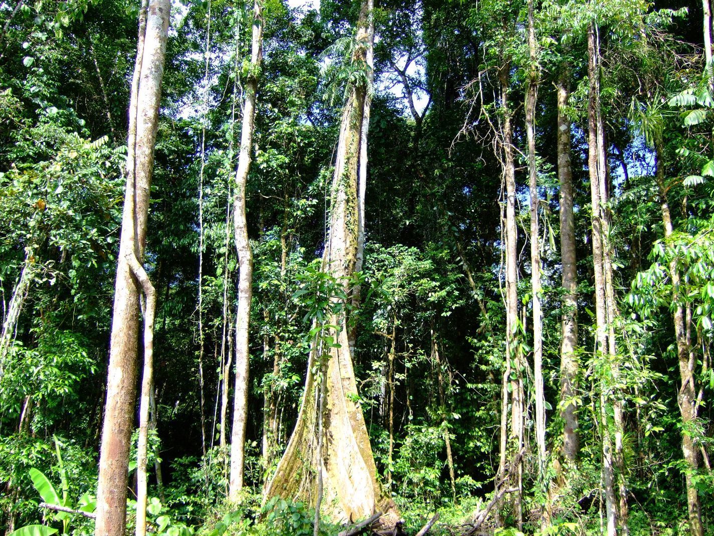 Petr Klimeš, V lesech jižní Moravy je víc housenek než v tropech. Čeští vědci srovnávali počet hmyzu napříč třemi kontinenty