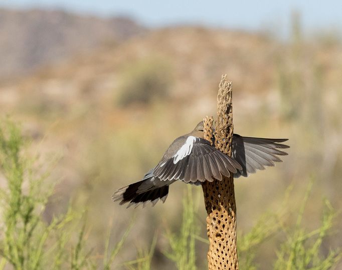 Vítězové soutěže Comedy Wildlife Photography Awards 2023