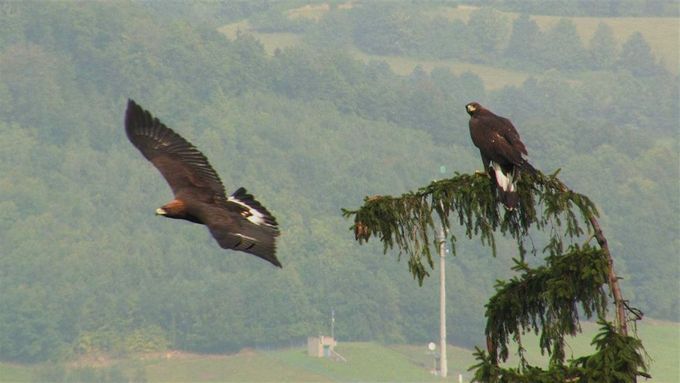 Mladí orli skalní v Beskydech si užívají první chvíle svobody ve volné přírodě. Poletují nad krajinou a prohlížejí si svůj nový domov. Bude se jim v Česku líbit?