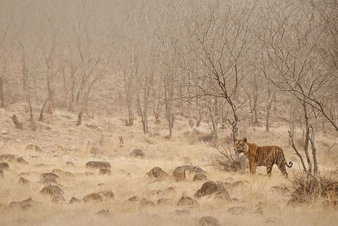 Nominace na vítěze soutěže Czech Nature Photo 2018