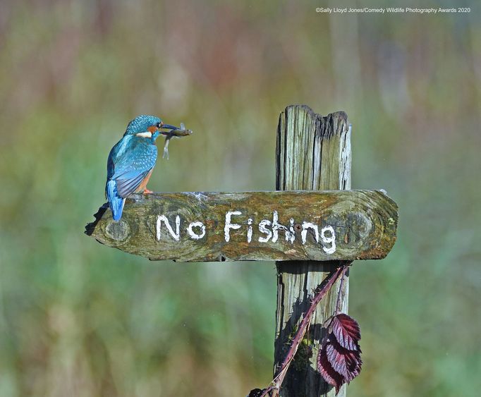 Vítězné snímky ze soutěže Comedy Wildlife Photography Awards 2020