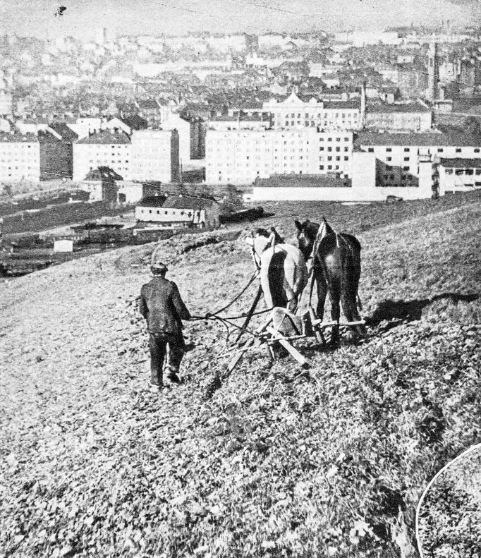 Zemědělská činnost na poli ve Spořilově v blízkosti městských domů v Praze. Nedatovaný snímek.