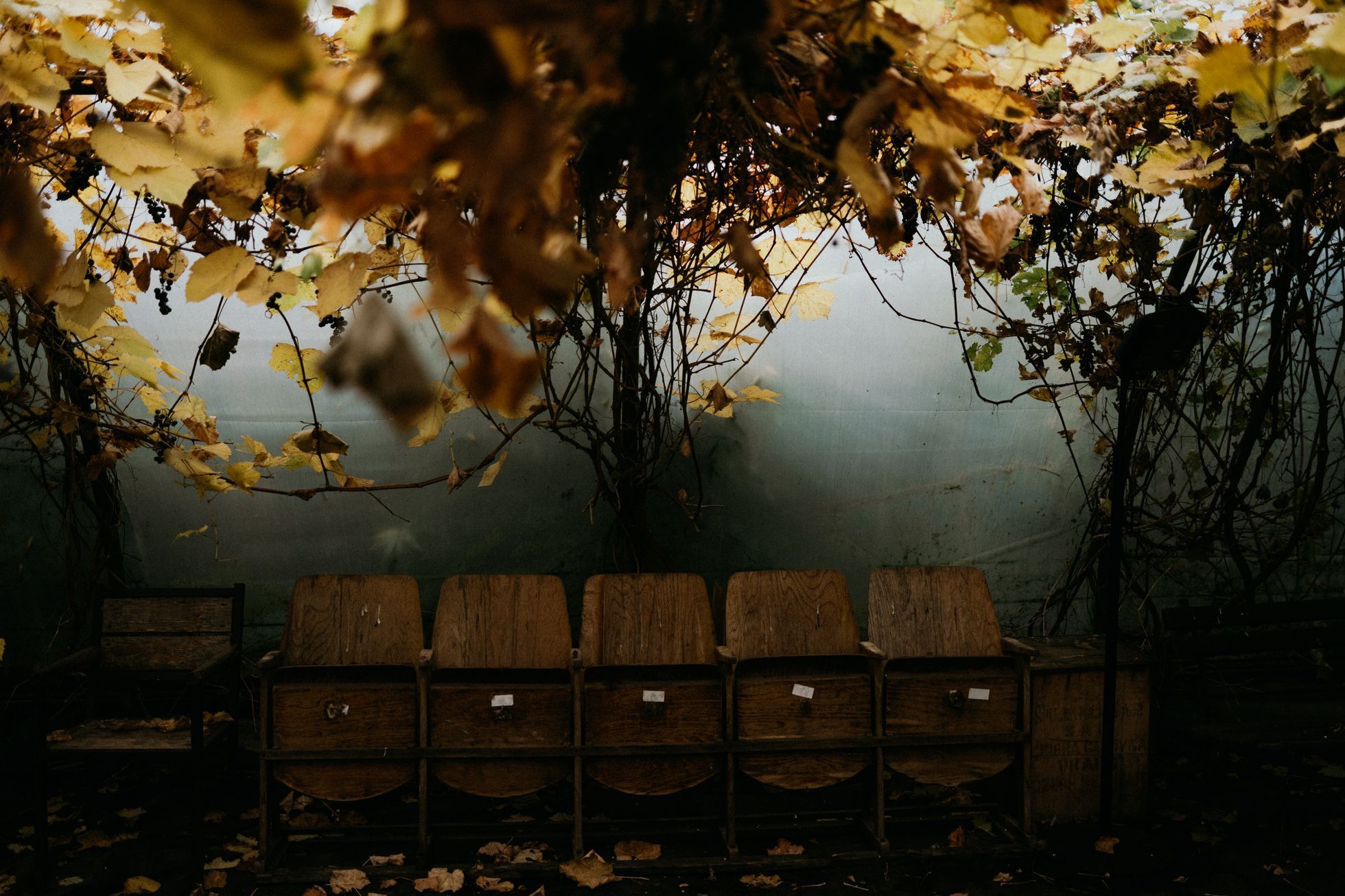 Bambusárium Bohnice