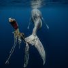 Vítězné snímky ze soutěže Environmental Photography Award 2024