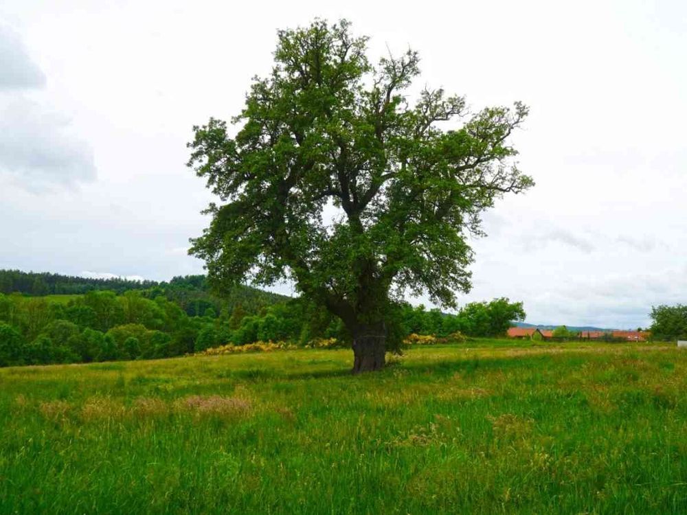 Evropský strom roku