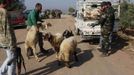 Free Syrian Army fighters take sheep to slaughter and distribute meat to residents on the third day of Eid al-Adha, in Haram town, Idlib Governorate, October 28, 2012. REUTERS/Asmaa Waguih (SYRIA - Tags: CONFLICT RELIGION ANIMALS) Published: Říj. 28, 2012, 10:03 odp.