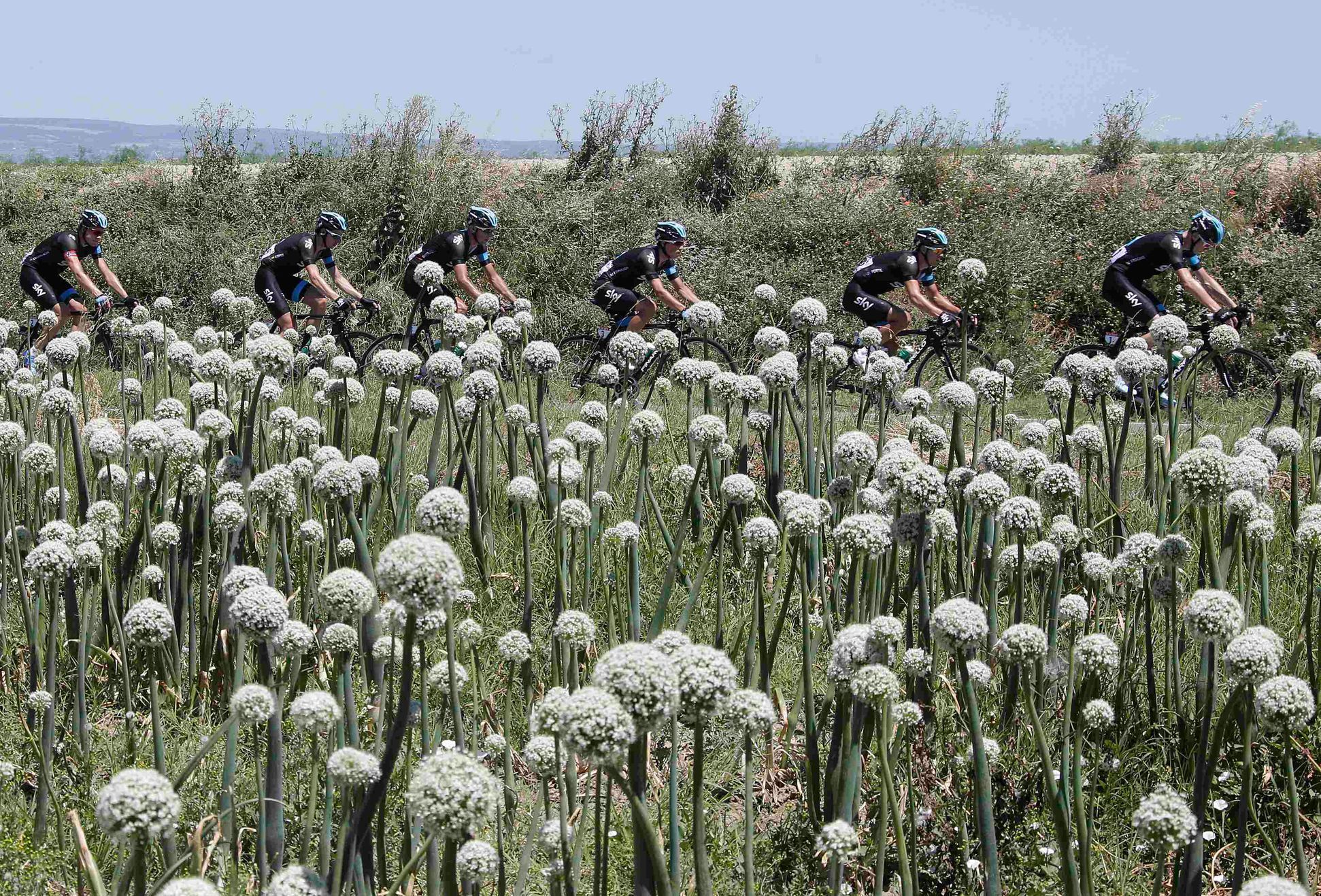 Tour de France 2013: cibulové pole