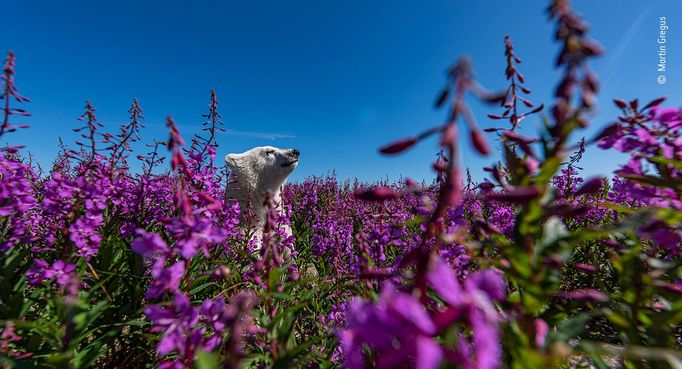 Wildlife Photographer of the Year: fotografie, které se utkají o cenu diváků