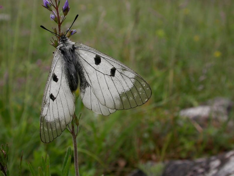 Motýli Lesy ČR Pálava