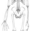 Ardipithecus ramidus