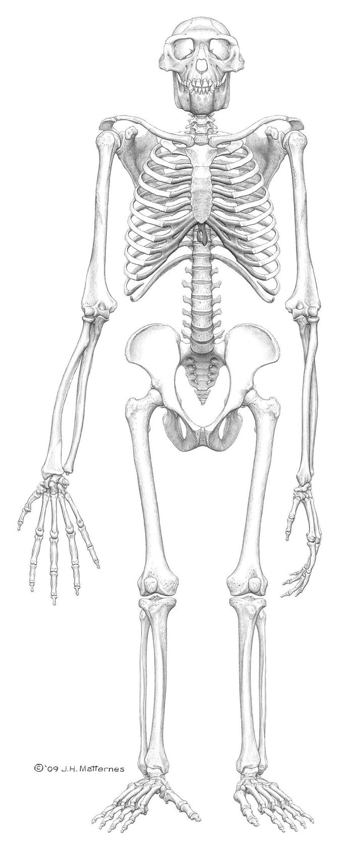 Ardipithecus ramidus - rekonstruovaná kostra, pohled zepředu.