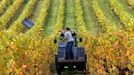 Britské vinice - Denbies Wine Estate in Dorking. V předchozích letech díky mírným jarům a podzimům, se některá britská vinařství navrátila k tradici pěstování červených hroznů, která vymizela před šesti sty lety.