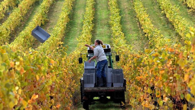Britské vinice - Denbies Wine Estate in Dorking. V předchozích letech díky mírným jarům a podzimům, se některá britská vinařství navrátila k tradici pěstování červených hroznů, která vymizela před šesti sty lety.