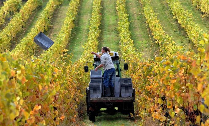 Britské vinice - Denbies Wine Estate in Dorking. V předchozích letech díky mírným jarům a podzimům, se některá britská vinařství navrátila k tradici pěstování červených hroznů, která vymizela před šesti sty lety.