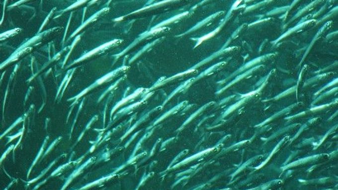 K druhům, které z moří pomalu mizí, patří i sardinky. Mimo jiné proto, že slouží jako krmivo pro zvířata.
