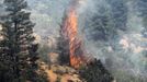 A tree erupts into flames in the Waldo Canyon fire west of Colorado Springs, Colorado June 26, 2012. A fast-growing wildfire in Colorado forced 11,000 people from their homes at least briefly and threatened popular summer camping grounds beneath Pikes Peak, whose vistas helped inspire the patriotic tune "America the Beautiful." REUTERS/Rick Wilking (UNITED STATES - Tags: DISASTER ENVIRONMENT) Published: Čer. 26, 2012, 9:59 odp.