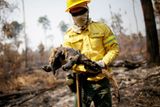 Hasič Cleio Junior našel během kontroly spáleného úseku pralesa mrtvého mravenečníka.