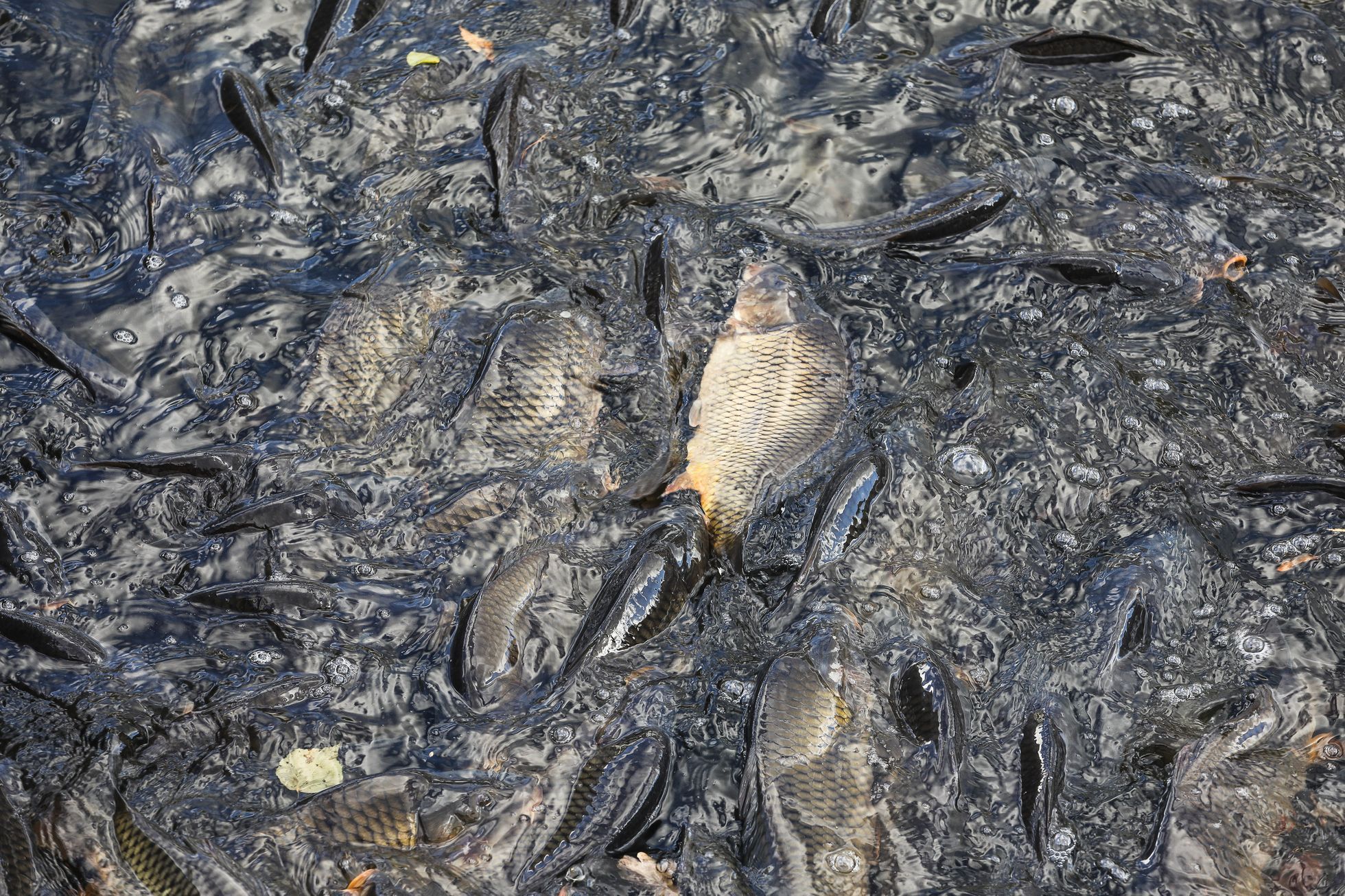 Podnikatel Jan Čulík, Tábor, výlov kaprů, biokapr, vaření, kuchyně, restarauce, gastro